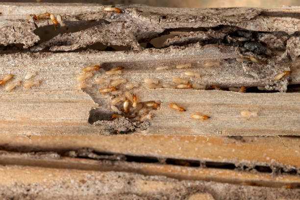 Wasp Removal Services in Yardley, PA